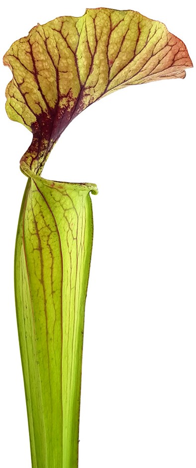Sarracenia "Arthur Wheeler"