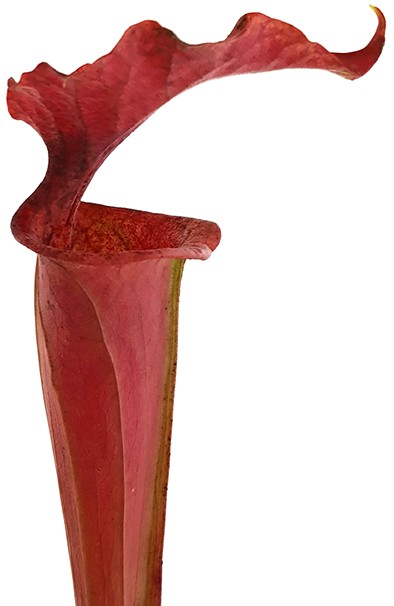 Sarracenia X Moorei "Dusky Pink"