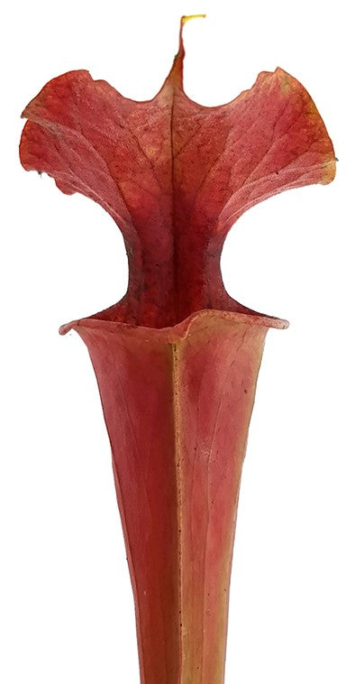 Sarracenia X Moorei "Dusky Pink"