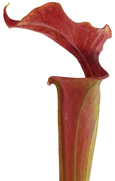 Sarracenia X Moorei "Dusky Pink"