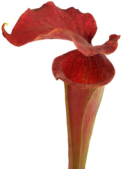 Sarracenia X Moorei "Dusky Pink"