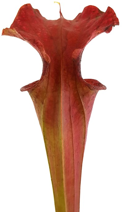Sarracenia X Moorei "Dusky Pink"