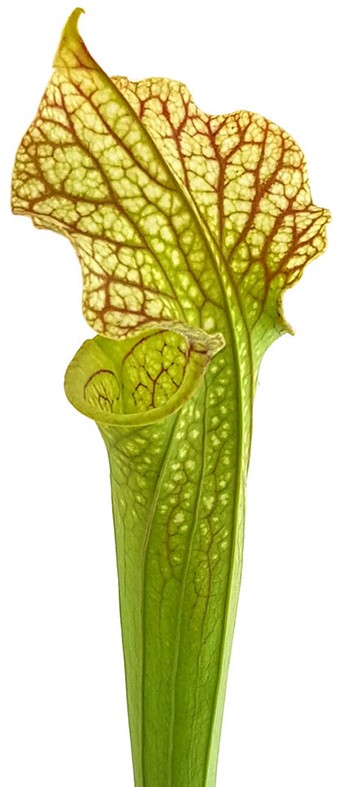 Sarracenia X Moorei Classic - Fangblatt