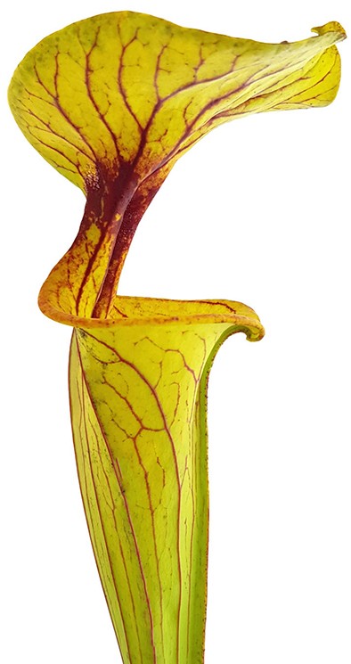 Sarracenia Flava var. Rugelii Liberty Co. Florida Eastern Apalachicola