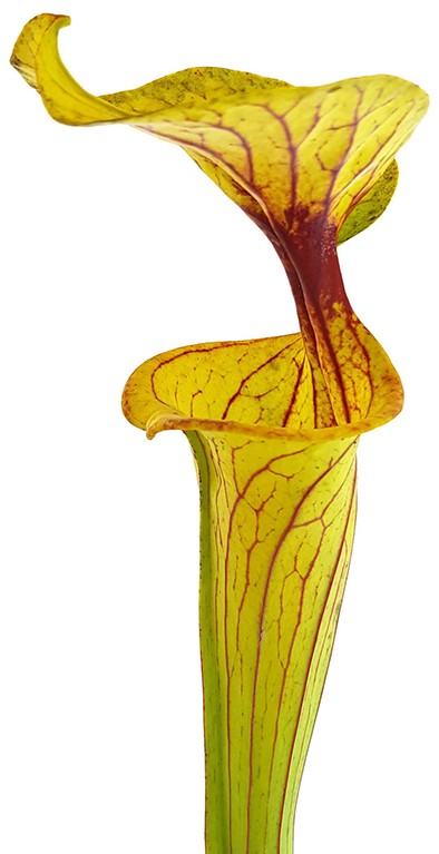 Sarracenia Flava var. Rugelii Liberty Co. Florida Eastern Apalachicola