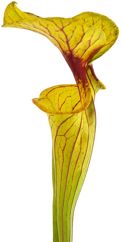 Sarracenia Flava var. Rugelii Liberty Co. Florida Eastern Apalachicola