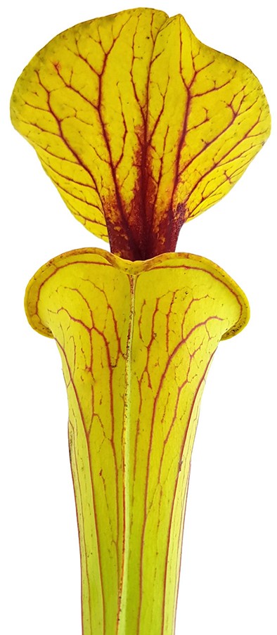 Sarracenia Flava var. Rugelii Liberty Co. Florida Eastern Apalachicola