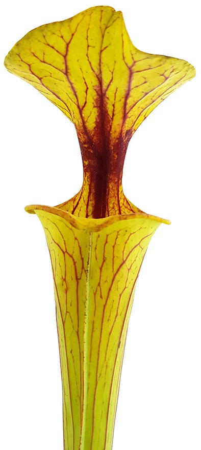 Sarracenia Flava var. Rugelii Liberty Co. Florida Eastern Apalachicola