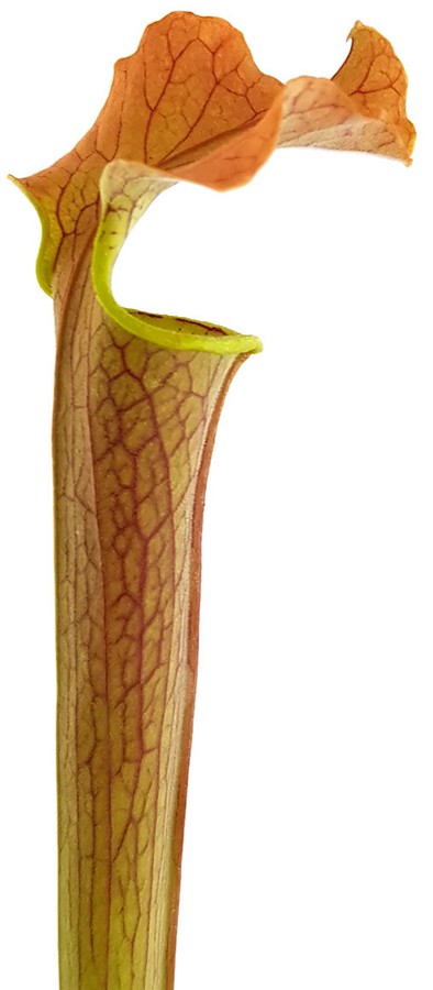 Sarracenia Rubra var. gulfensis "Wavy Lid"