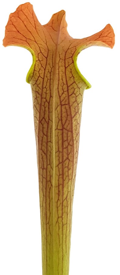 Sarracenia Rubra var. gulfensis "Wavy Lid"