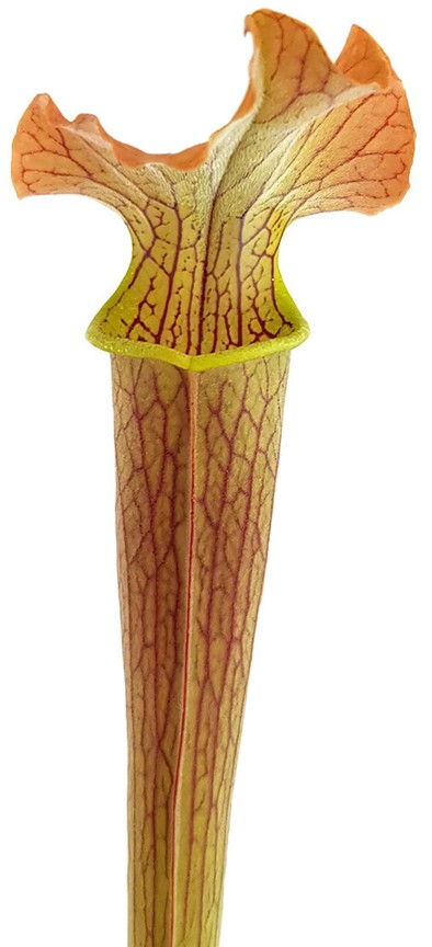 Sarracenia Rubra var. gulfensis "Wavy Lid"