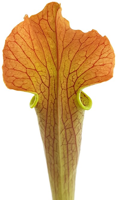 Sarracenia Rubra var. gulfensis "Wavy Lid"
