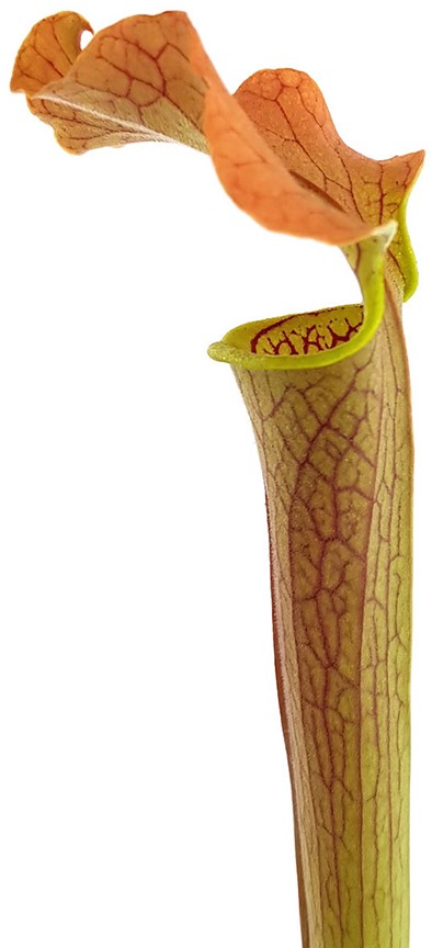 Sarracenia Rubra var. gulfensis "Wavy Lid"