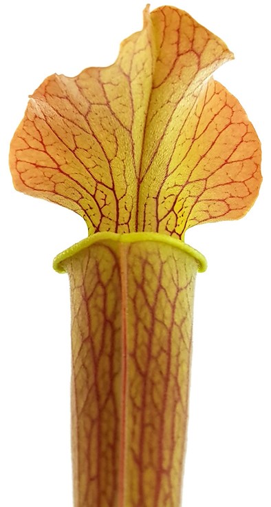 Sarracenia Rubra var. gulfensis "Wavy Lid"
