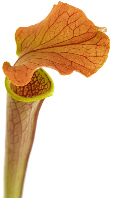 Sarracenia Rubra var. gulfensis "Wavy Lid"
