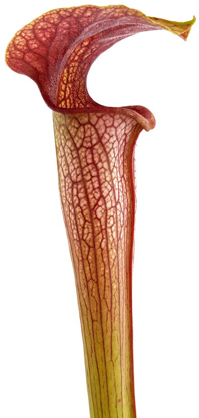 Sarracenia X Areolata "Hans Luhrs" very colourful "White Flowers"