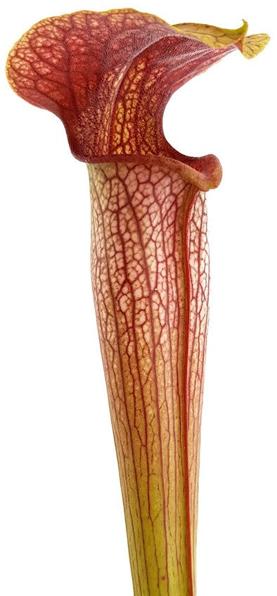 Sarracenia X Areolata "Hans Luhrs" very colourful "White Flowers"