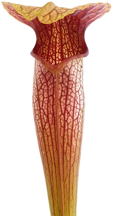 Sarracenia X Areolata "Hans Luhrs" very colourful "White Flowers"