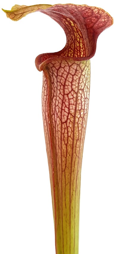 Sarracenia X Areolata "Hans Luhrs" very colourful "White Flowers"