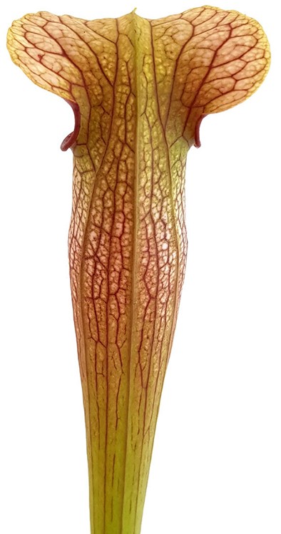 Sarracenia X Areolata "Hans Luhrs" very colourful "White Flowers"