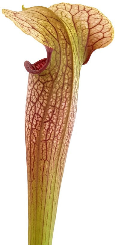 Sarracenia X Areolata "Hans Luhrs" very colourful "White Flowers"