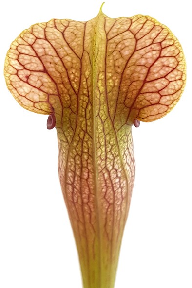 Sarracenia X Areolata "Hans Luhrs" very colourful "White Flowers"