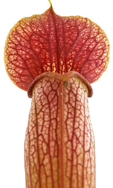 Sarracenia X Areolata "Hans Luhrs" very colourful "White Flowers"