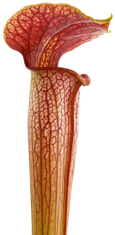 Sarracenia X Areolata "Hans Luhrs" very colourful "White Flowers"