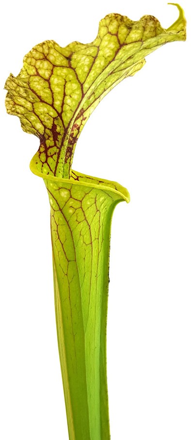 Sarracenia Moorei "Leviathan"