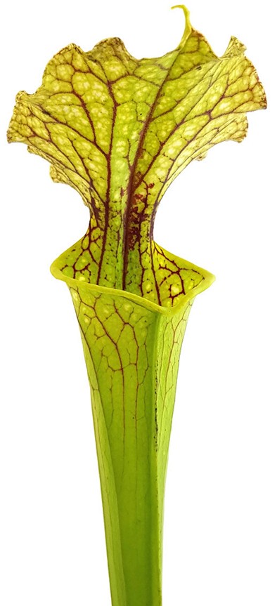 Sarracenia Moorei "Leviathan"