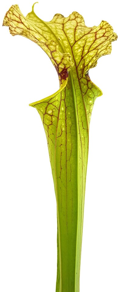 Sarracenia Moorei "Leviathan"