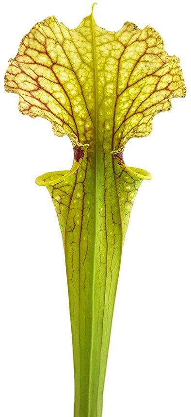 Sarracenia Moorei "Leviathan"