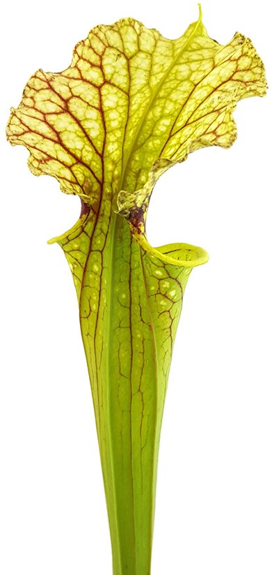 Sarracenia Moorei "Leviathan"