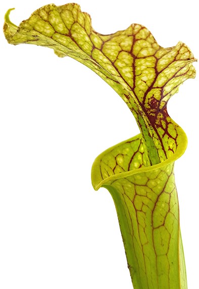 Sarracenia Moorei "Leviathan"