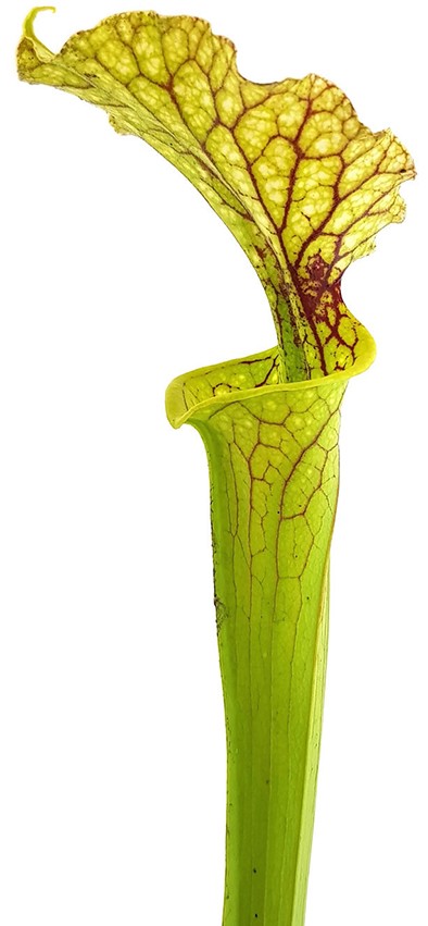 Sarracenia Moorei "Leviathan"