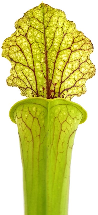 Sarracenia Moorei "Leviathan"
