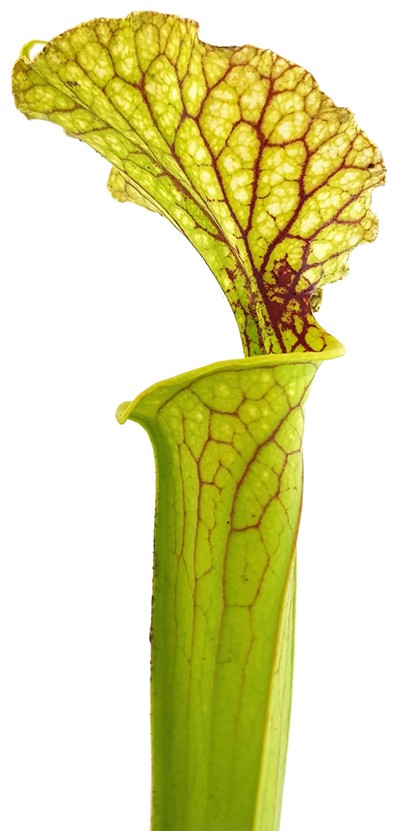 Sarracenia Moorei "Leviathan"