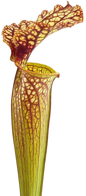 Sarracenia Moorei "Lilianna"