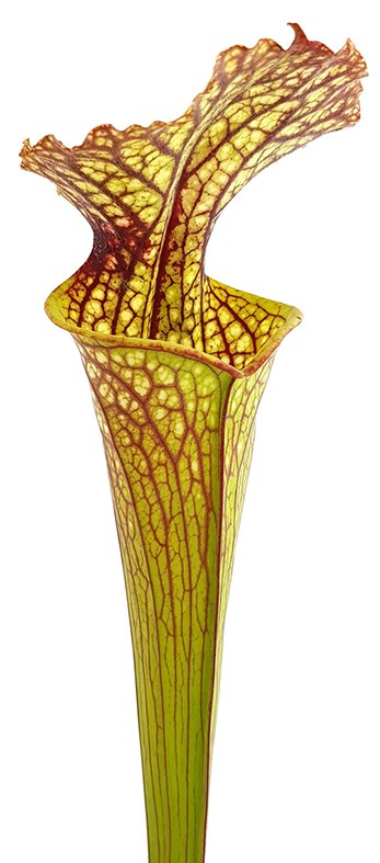 Sarracenia Moorei "Lilianna"