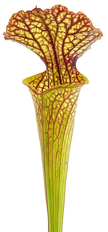 Sarracenia Moorei "Lilianna"