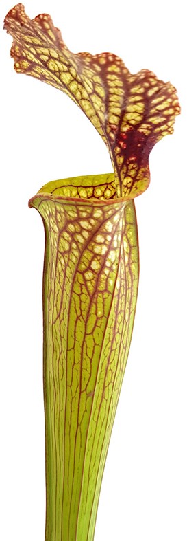Sarracenia Moorei "Lilianna"