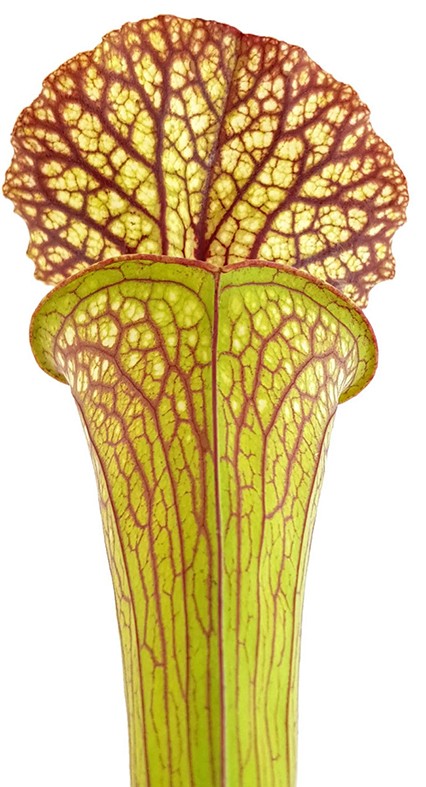 Sarracenia Moorei "Lilianna"