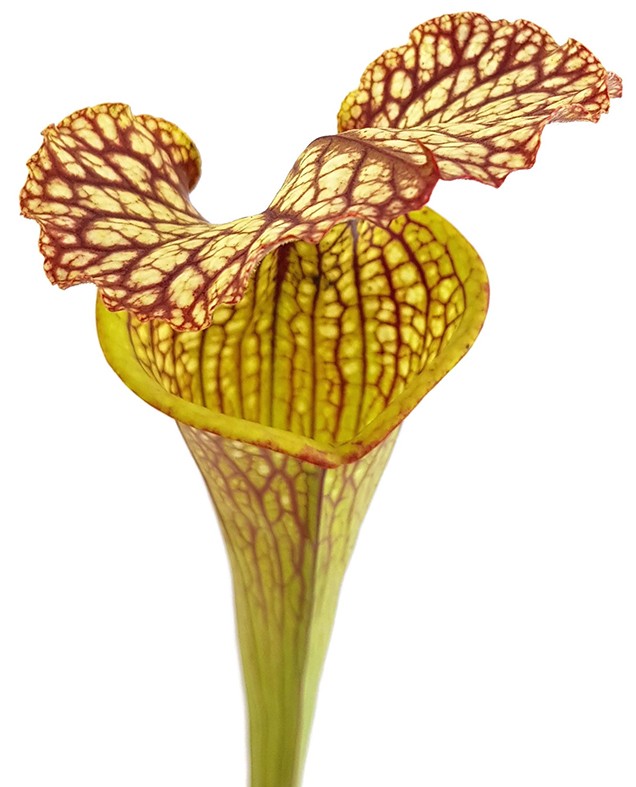 Sarracenia Moorei "Lilianna"