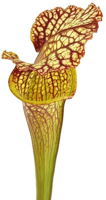 Sarracenia Moorei "Lilianna"