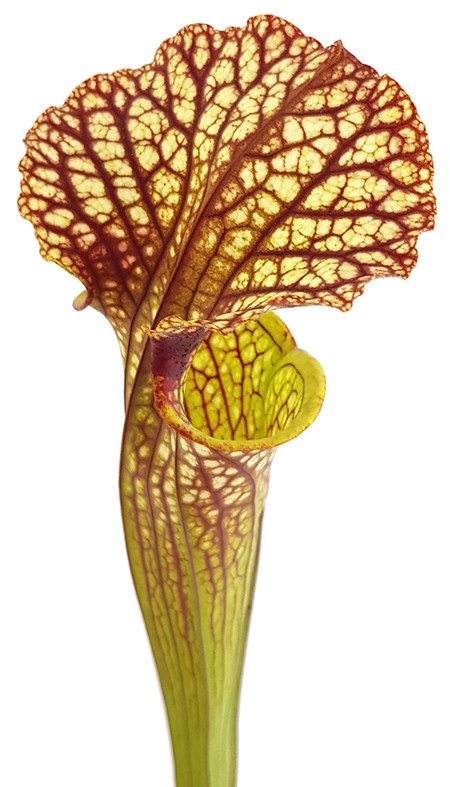 Sarracenia Moorei "Lilianna"