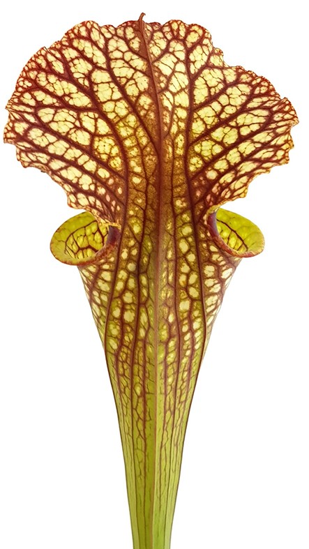 Sarracenia Moorei "Lilianna"