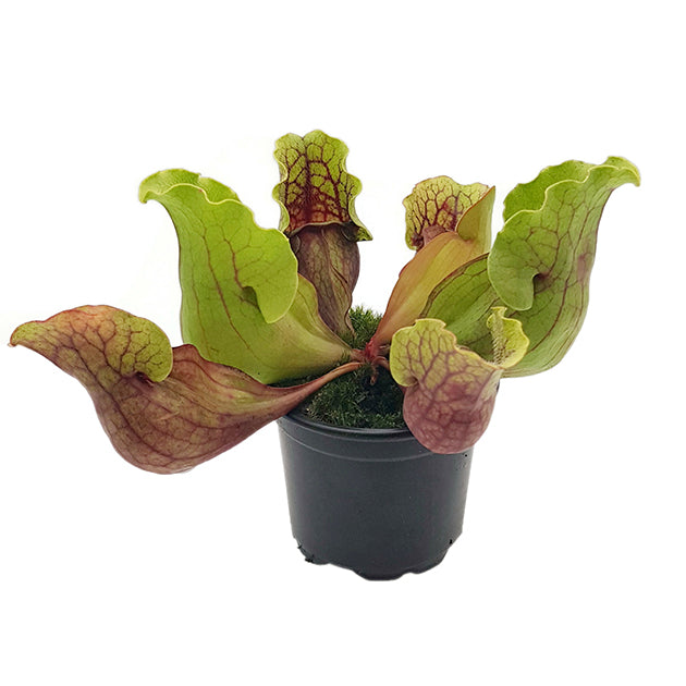 Sarracenia purpurea "Snack Attack" - seedgrown 3er Set
