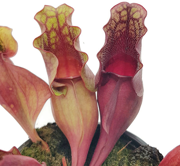 Sarracenia purpurea "Snack Attack" - seedgrown 3er Set