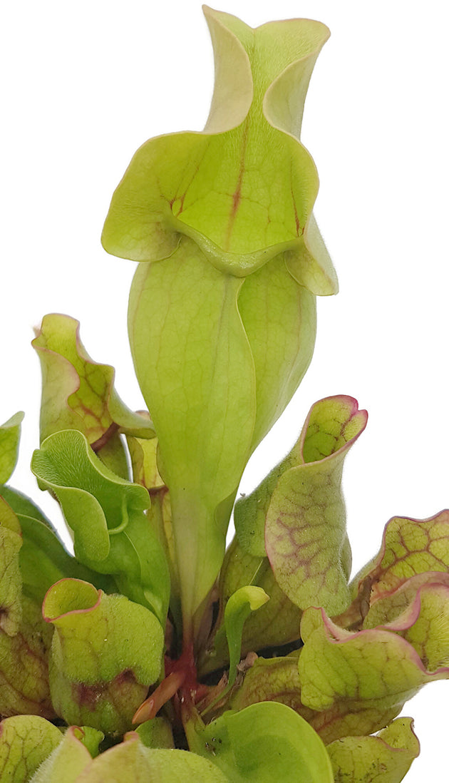 Sarracenia Purpurea ssp. Venosa "Sylvia"