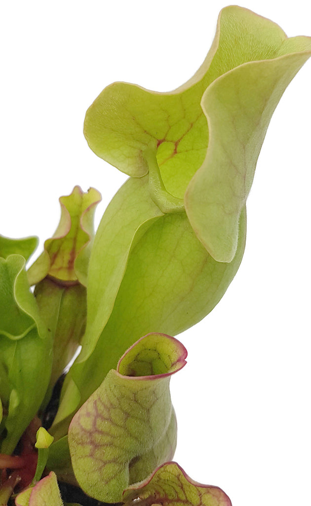 Sarracenia Purpurea ssp. Venosa "Sylvia"